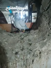  26 متاح جواز و حبات فلت موجودات طبربور سعرهن كويس