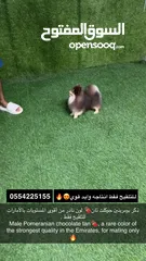  2 Male Pomeranian chocolate tan for mating only
