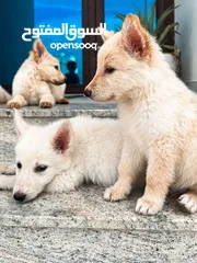  3 White German Shepherd Puppies جراوي جيرمن ابيض