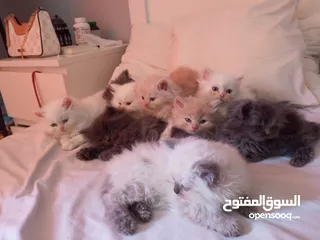  1 10 قطط للبيع للتواصل و الاستفسار على الرقم