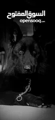  1 German shepherd black jack (MATING ONLY)