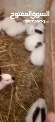  4 ارانب للبيع  ( السلط ).