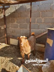  2 شاه راهيه من حلال بني سعيد