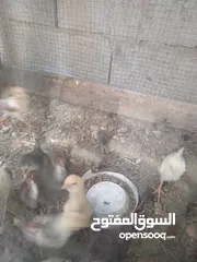  3 متوفر افراخ عرب ادخل للوصف