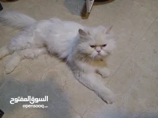  6 قطط للتبني ام وابنها بحاله ممتازه