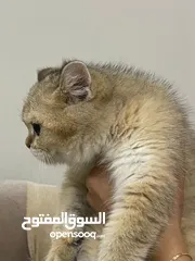  3 قطط  سكوتش