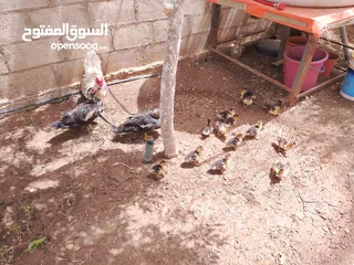  1 بط بلدي شغال ومكفول