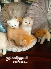  6 قطط صغيره للبيع