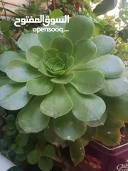  11 زريعه زينه للبيع