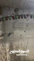  5 يوجد لدي مزرعة طائر فنك(زيبرا) للبيع مزرعه كامله 300جوز....جوز ع