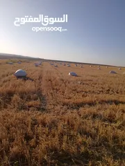  11 تبن قمح للبيع عترابو