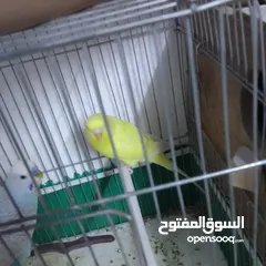  16 التواصل عبر الوتس اب عصافير حب وكوكتيل حجم جامبو كبير مفتلات والبينه وعادي
