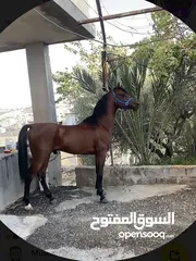  1 خيل عربي آصيل
