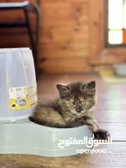  8 قطط همالايا صغيرة عمرها شهرين بالوان وجمال مميز