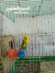  7 جوزين حب ماكنات انتاج بسعر حرق