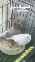  3 حمام كش و زق