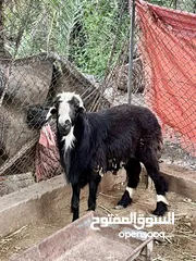  1 للبيع كبش مد وشور وسمنة فول عن عجل ماشاءالله