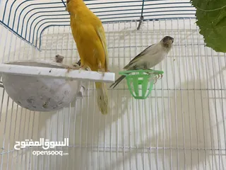  1 كنار للبيع جوز مع فراخ عدد 2 تب نظافة