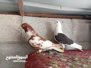  1 مخلف جديد ألماني ثوب صافي مطلوب 20