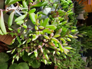  17 عروض رائعة على العصاريات الأروع . هناك نباتات اخرى وعروض اخرى تابعونا للمزيد
