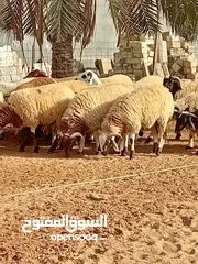  6 خرفان وطنيه للبيع