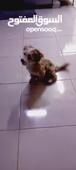  8 (send me whatsup)Male /Mini malltipoo/5 months old