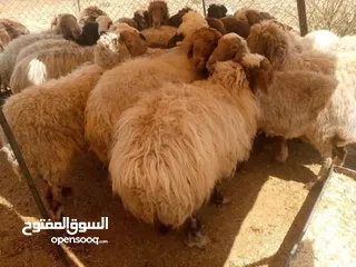  7 نبدأ بصلاة عل رسول الله  عرووووض   -عرووووض-عروووض  بمناسبة عيد الاضحى المبارك
