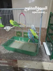  1 طيور حب اقرأ الوصف مهم