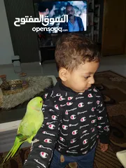  16 ببغاء درارة هندي ذكر اسمو كوكو عمر سنتين مطوق اليف جدا ما بعض نهائي لعوب بحب الاطفال