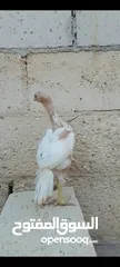  6 صيصان وديوك باكستاني