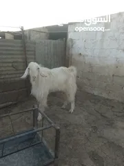  2 تيس ابيض حليب ......