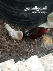 2 دجاج بلدي تربية بيت صحه ونظافه
