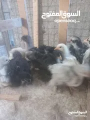  1 مطلوب صيصان كوشن وبراهمه ولوهمان اصلي البزره و