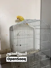  3 للبيع بغبغاء اصفر يتكلم أشياء بسيط مع قفص وقاعده و مبردين لالاضافر