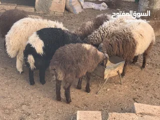  2 خراف بلدي اضاحي للبيع تربية منازل