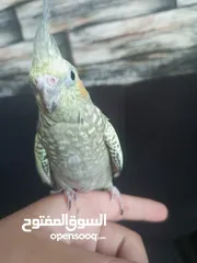  6 فحل كوكتيل أليف صلاة النبي