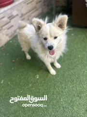 9 كلب مالتيز (فرنش تيرير) للبيع او البدل عمره 9 شهور