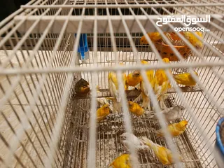  9 كوم كنار 23 حبه فحول وطواير أغلبهم جزريات غامقات