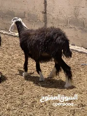  1 جاعده للبيع