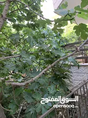  3 شقة ارضية مع حديقة بلقرب من دوار الفواكه والبنك العربي مقابل صيدلية ابن سينا