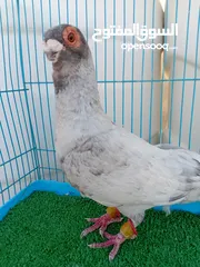  4 متاح فحل قرقاطي وطيره مصريه حمره شغالات