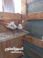  4 حمام للبيع جواز