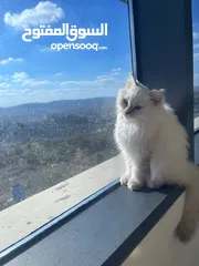  1 قطه شيرازي