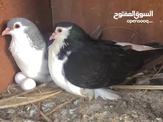  6 Shiraji pigeon