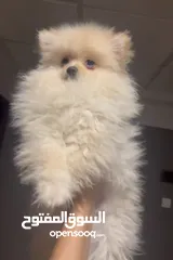  1 Pomeranian mini