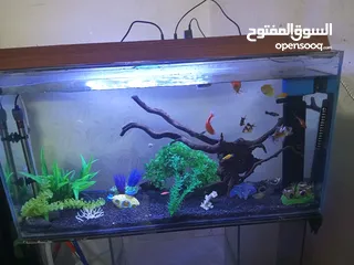  4 حوض سمك واسماك للبيع