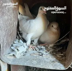  1 زغاليل لبيع حجم كبير طازج