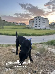  3 كلب black labrador retriever لابرادور اسود