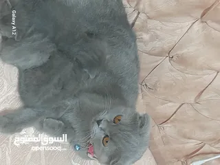  3 قطط سكواتش فولد  الام والاب  نفس الفصيله الاذن  قصيره   لس لم يتم الفطام البيع الام  والاولاد