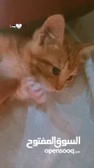  2 بسبوس صغير عمرو حوالي تلات اسابيع لعوب وكيوت و بيوكل طبيعي  اقراء الوصف.....................؟؟.؟؟؟؟